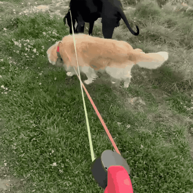 Dual dog leash in use animated GIF