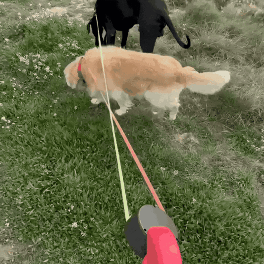 Dual dog leash in use animated GIF