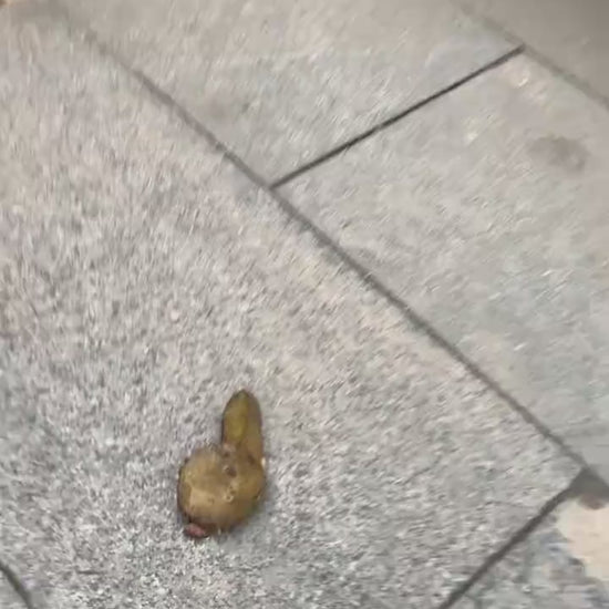 Portable Dog Poop Scooper product video